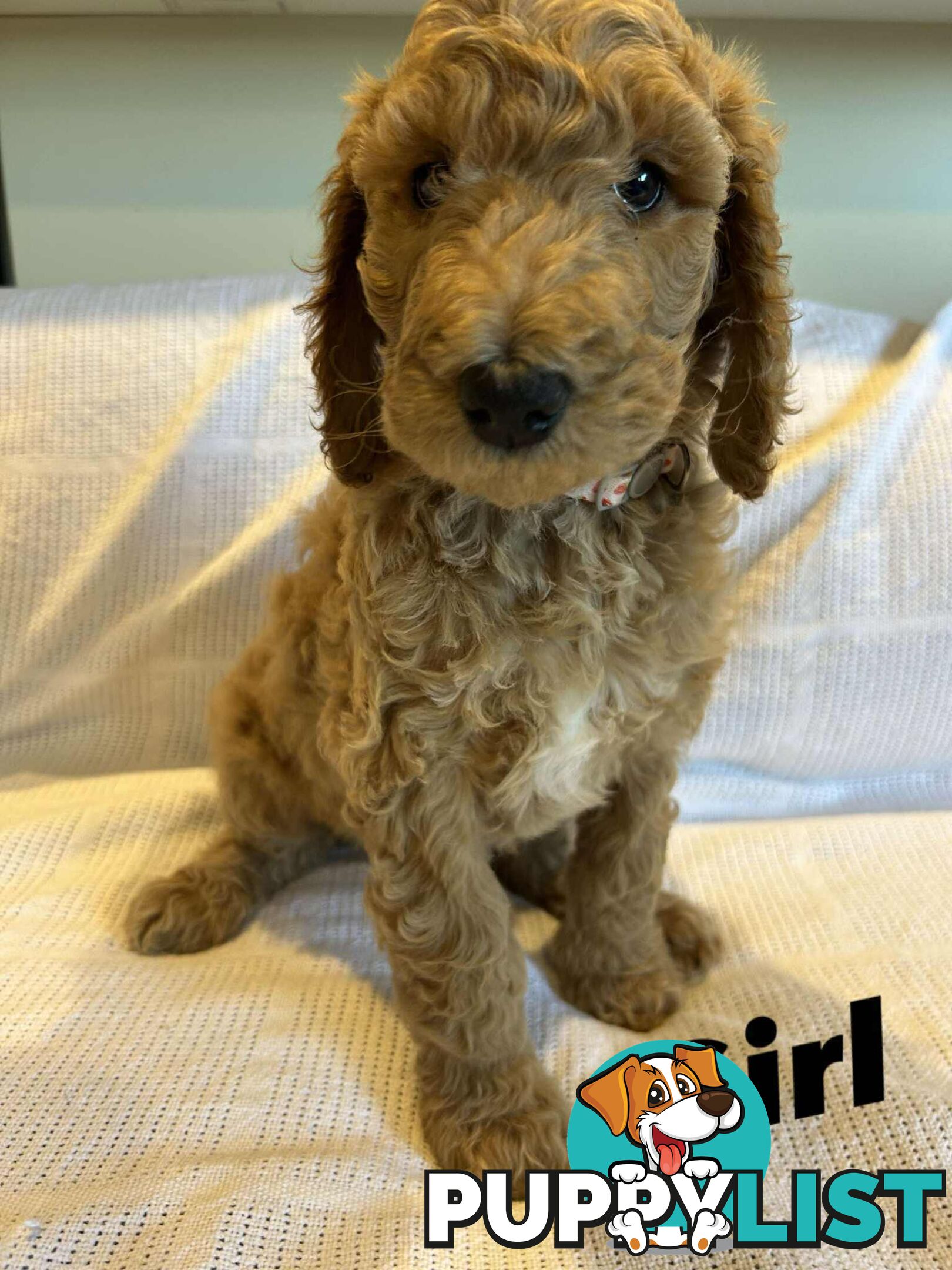 POODLE STANDARD PUREBRED