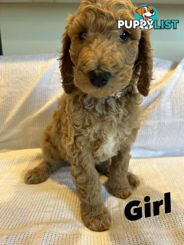 POODLE STANDARD PUREBRED