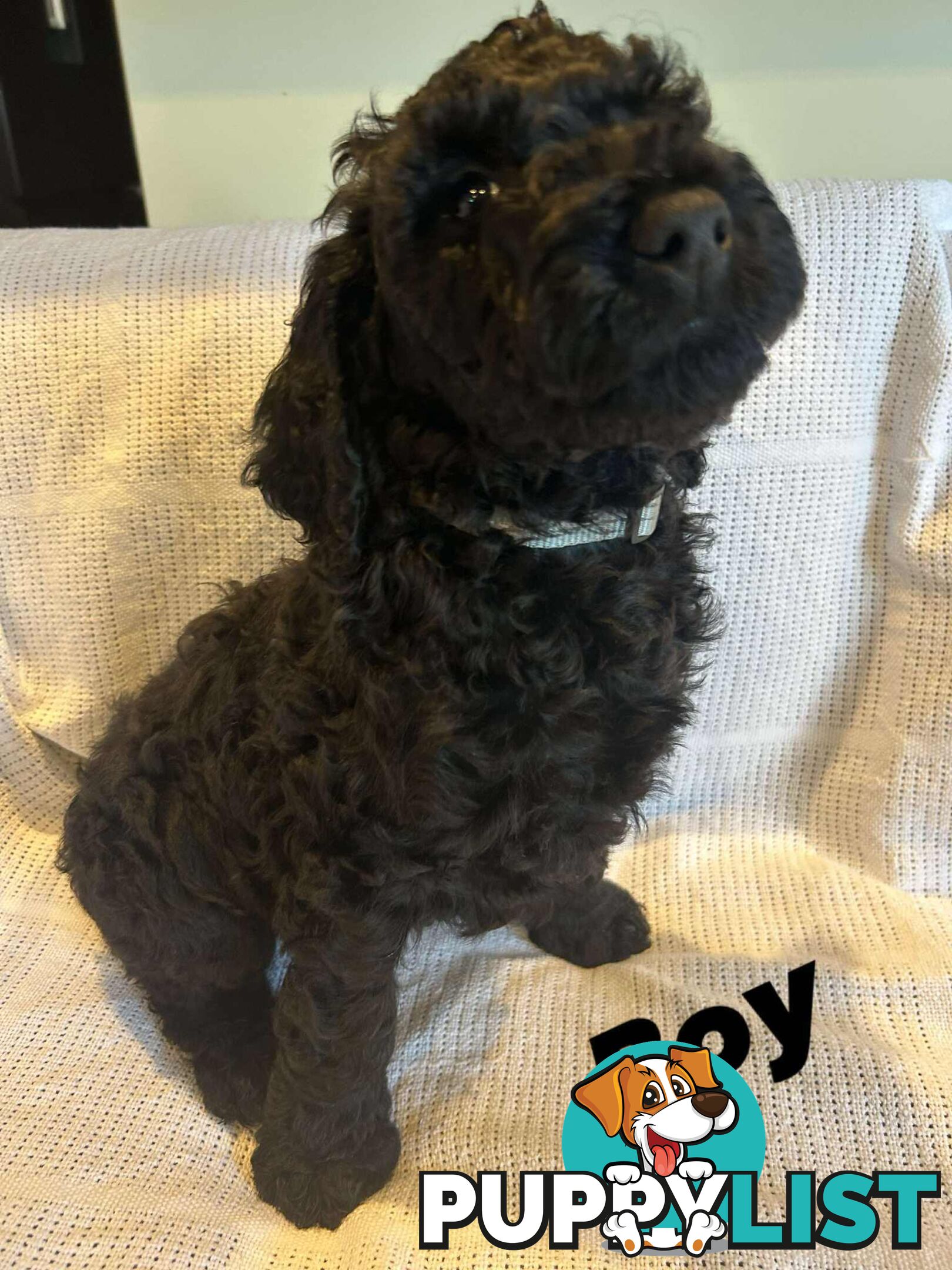 POODLE STANDARD PUREBRED