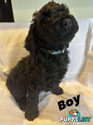 POODLE STANDARD PUREBRED
