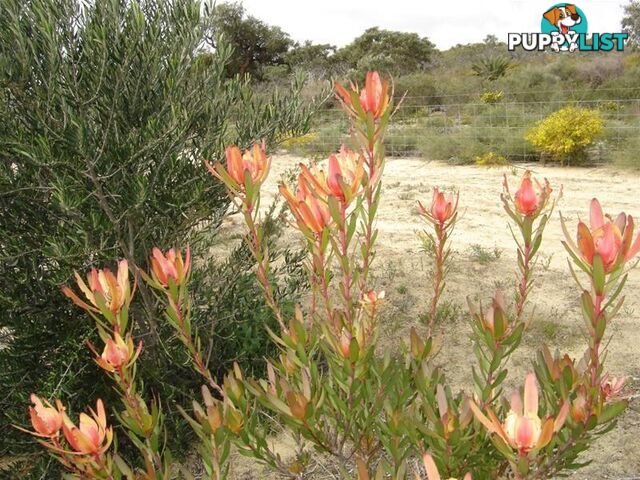 19 Wren Way Jurien Bay WA 6516