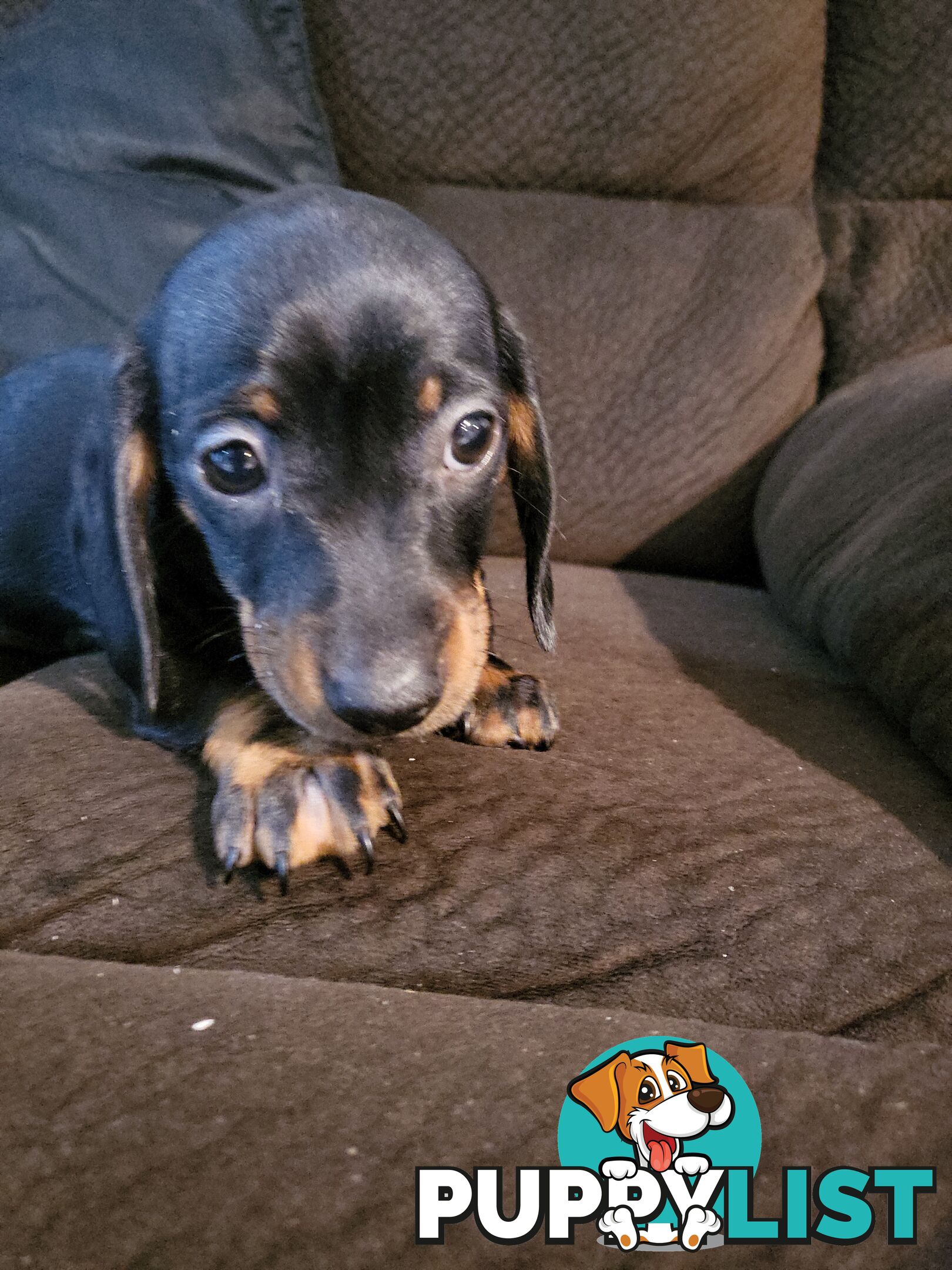 Pure breed dachshunds