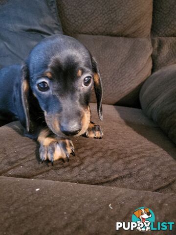 Pure breed dachshunds