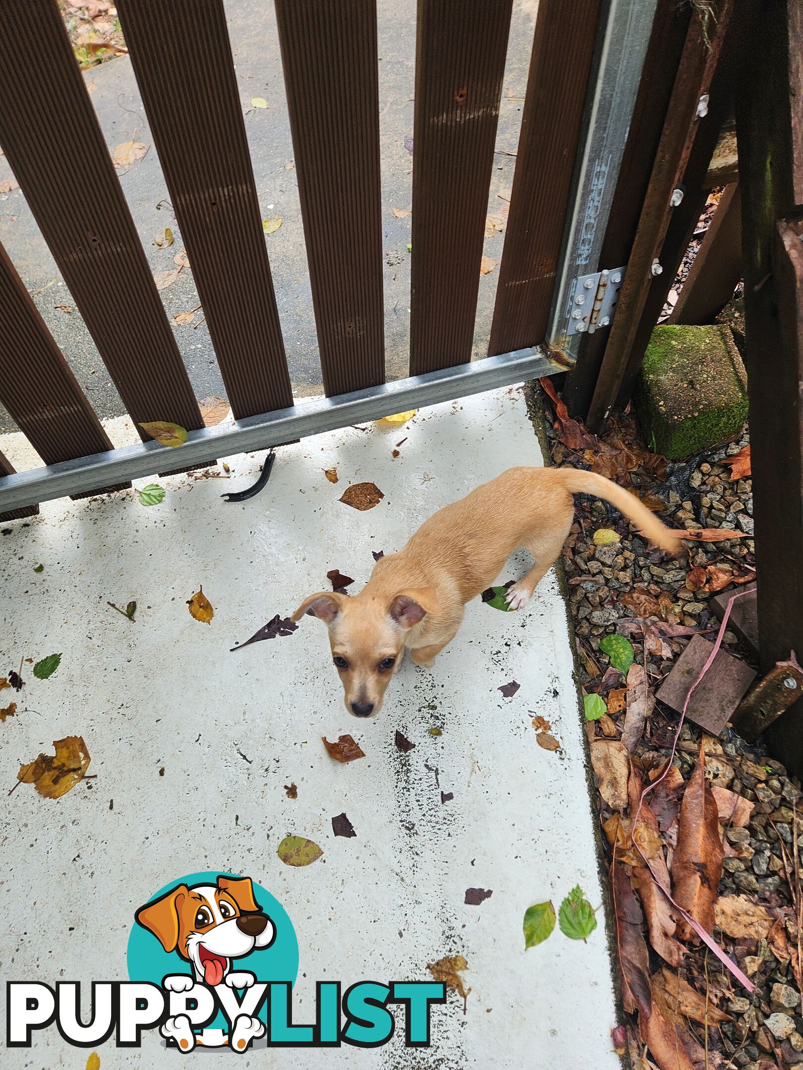 Purebred chihuahua puppies male