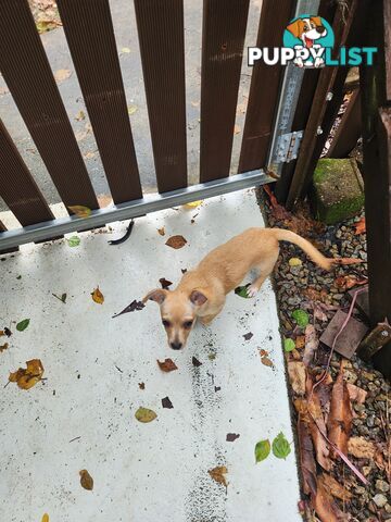 Purebred chihuahua puppies male