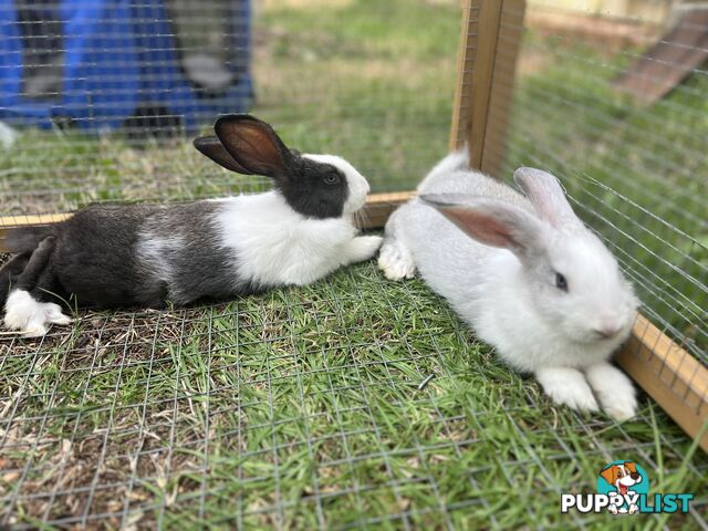 Flemish giant x New Zealand rabbits