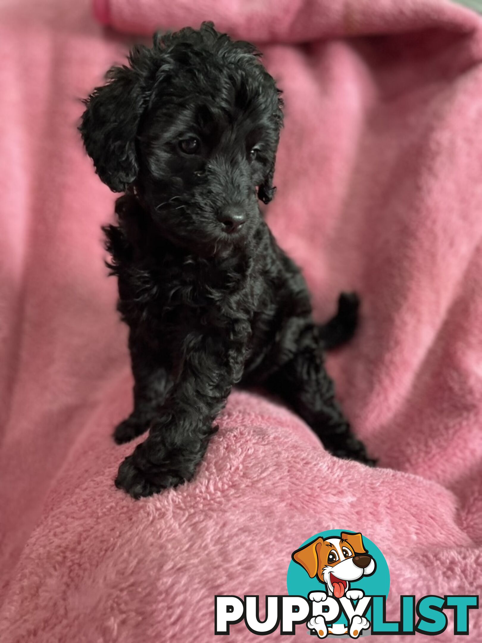 Schnoodle puppies ready for their forever homes!