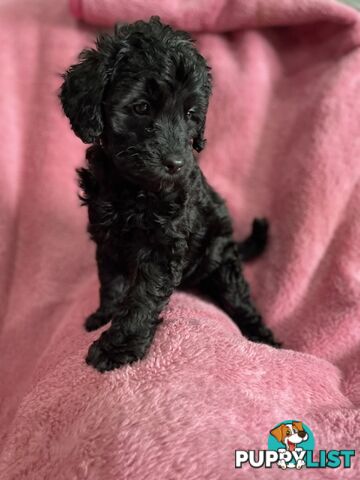 Schnoodle puppies ready for their forever homes!
