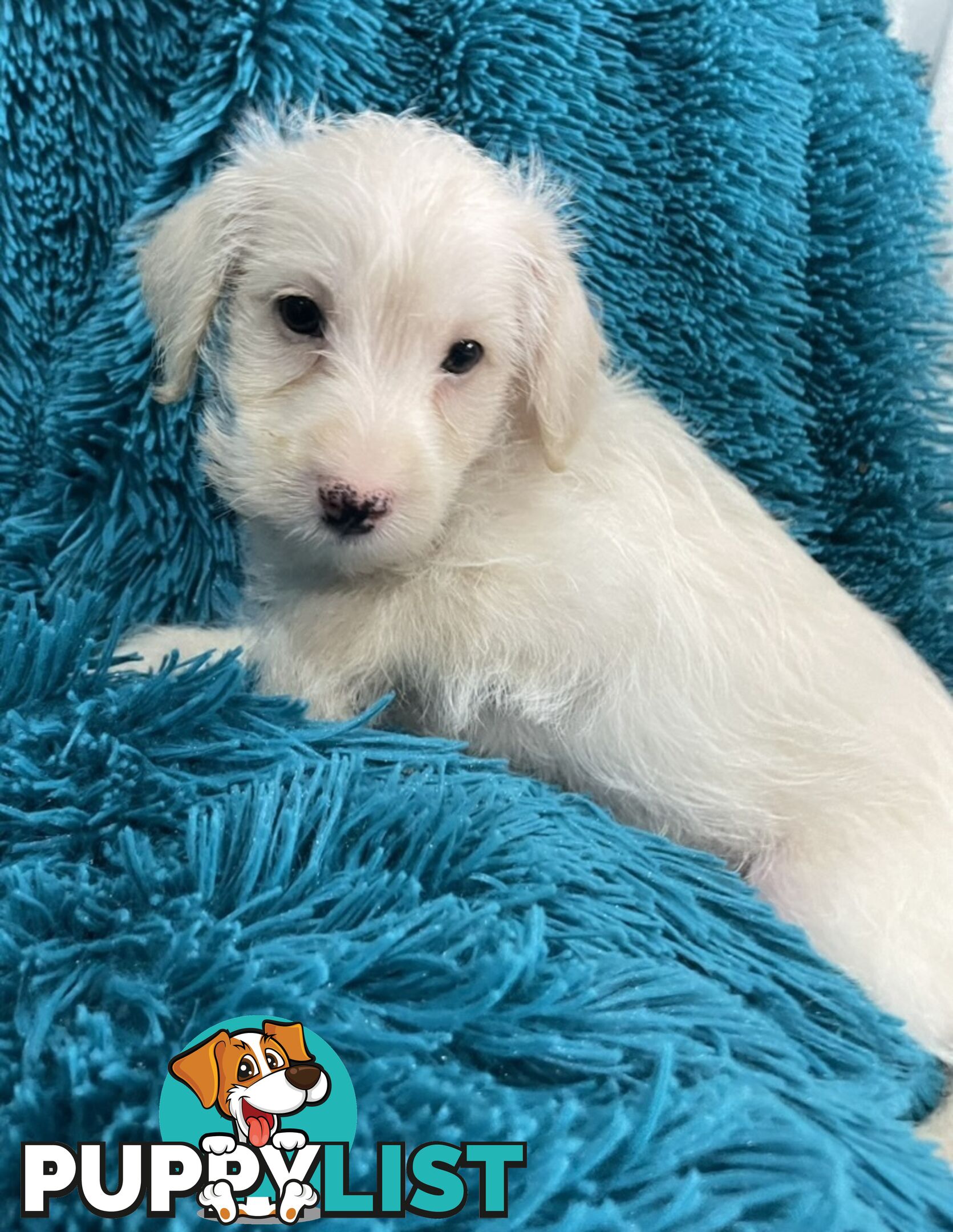Schnoodle puppies ready for their forever homes!