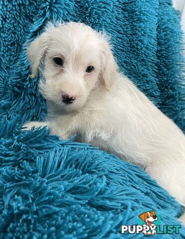 Schnoodle puppies ready for their forever homes!
