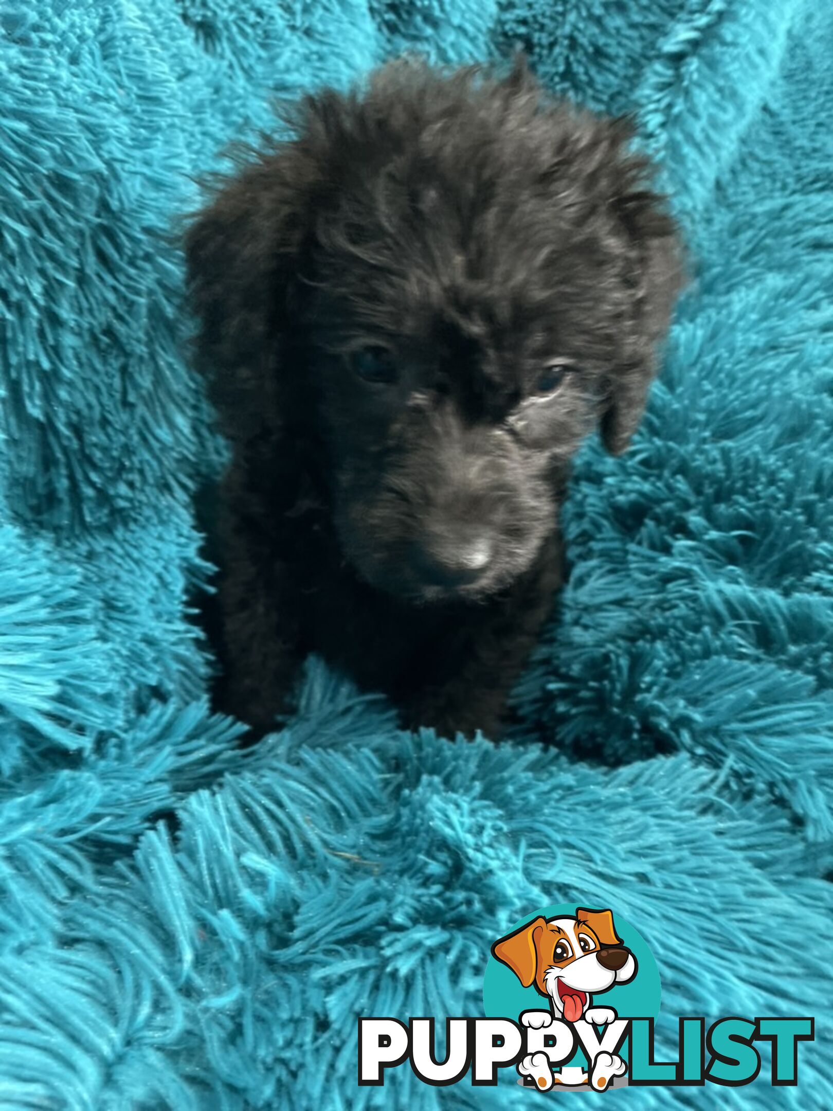 Schnoodle puppies ready for their forever homes!