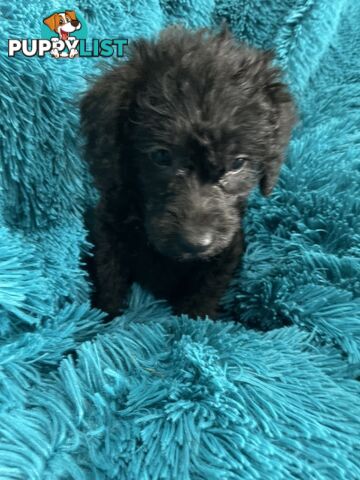 Schnoodle puppies ready for their forever homes!