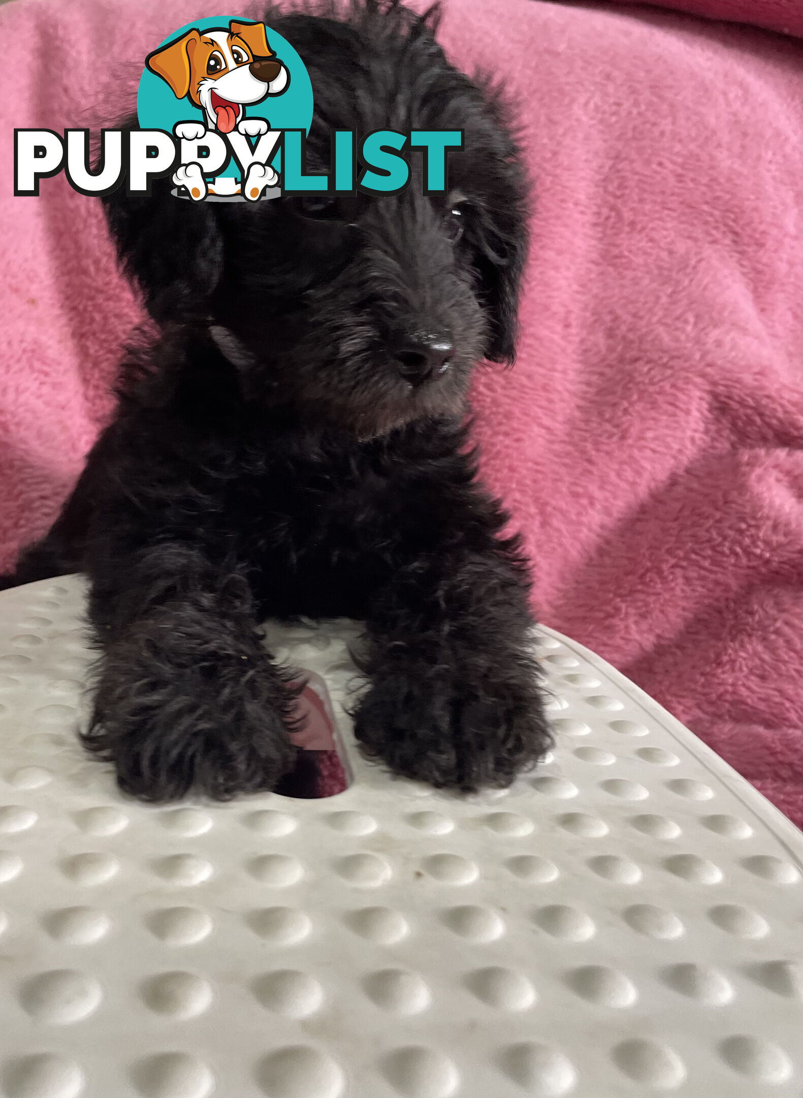 Schnoodle puppies ready for their forever homes!