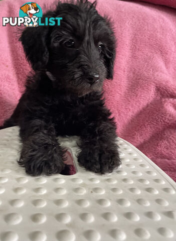 Schnoodle puppies ready for their forever homes!