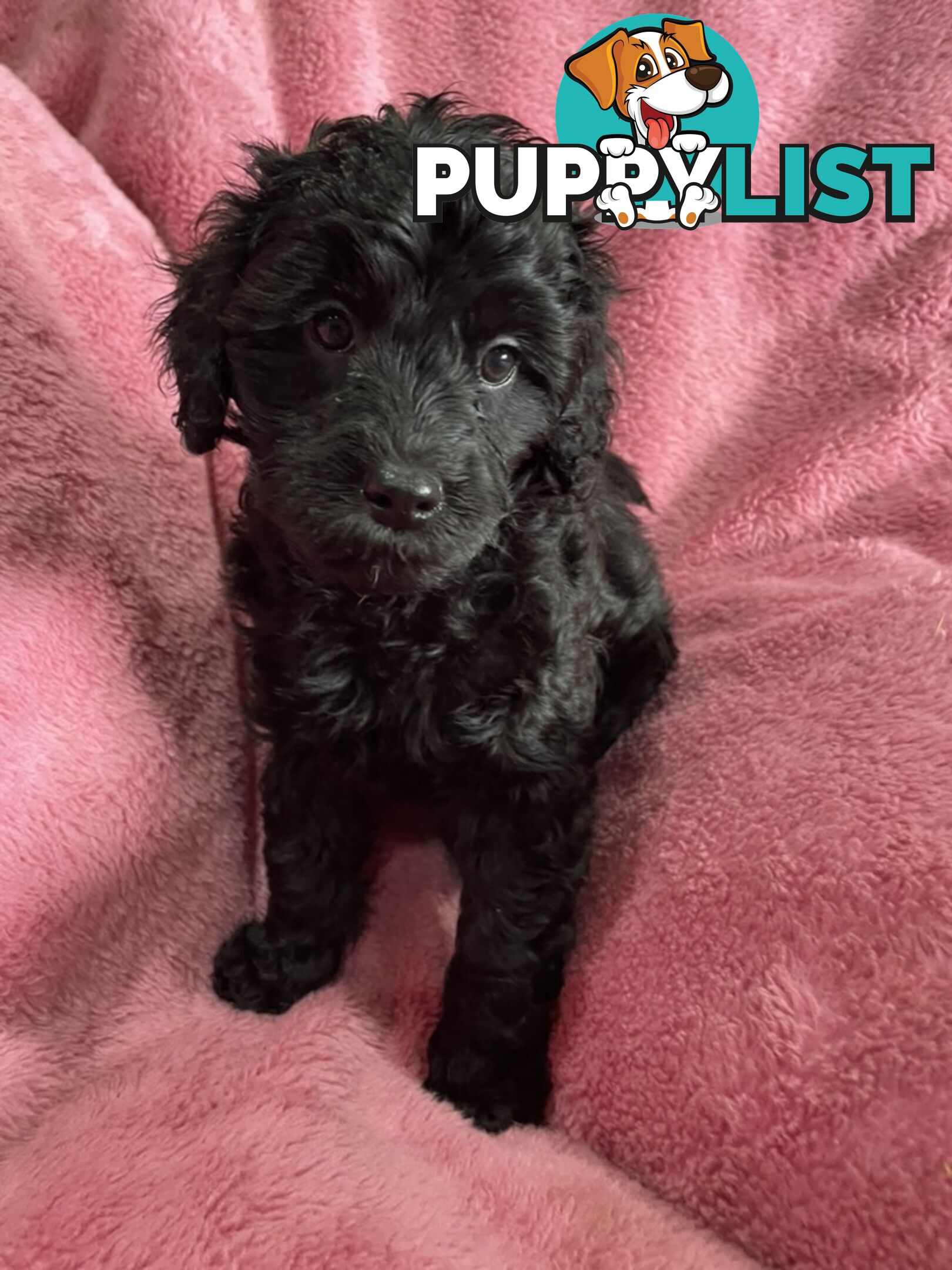 Schnoodle puppies ready for their forever homes!