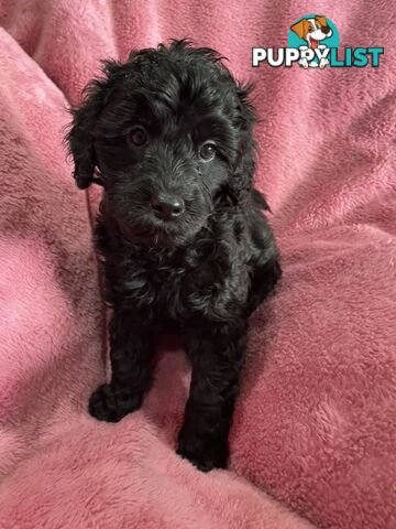Schnoodle puppies ready for their forever homes!