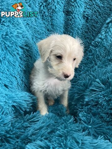 Schnoodle puppies ready for their forever homes!