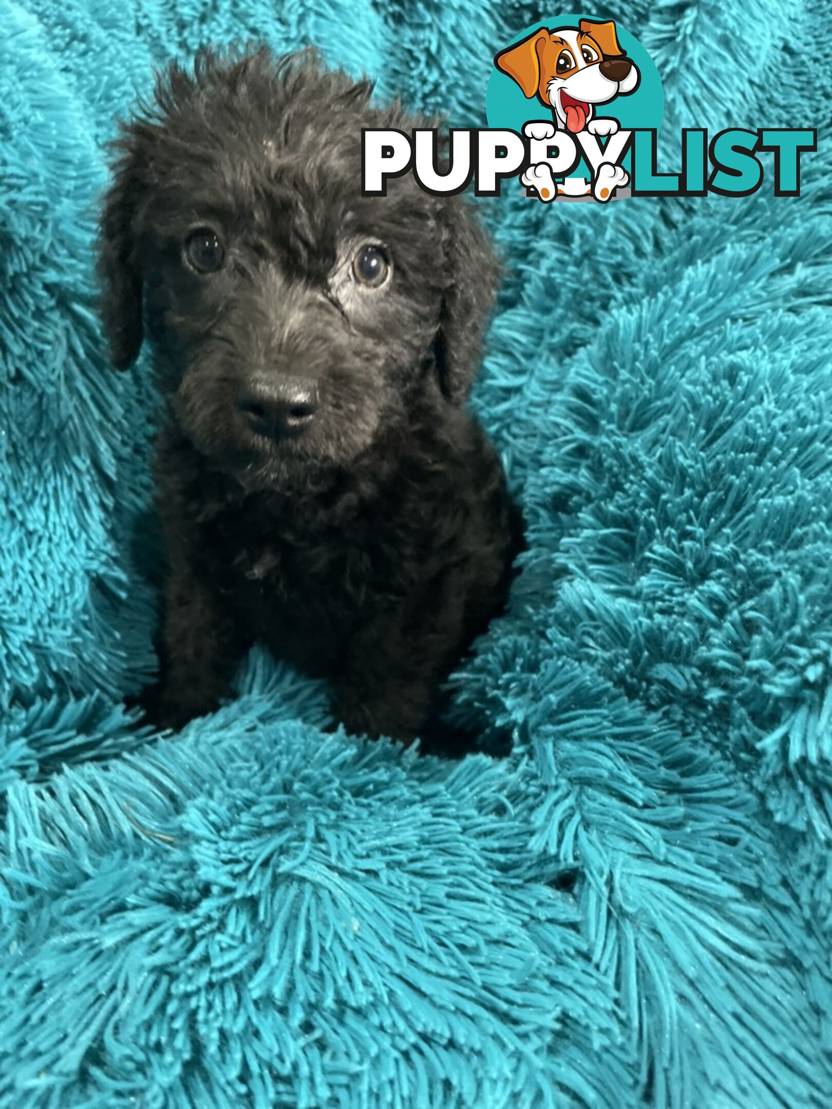 Schnoodle puppies ready for their forever homes!