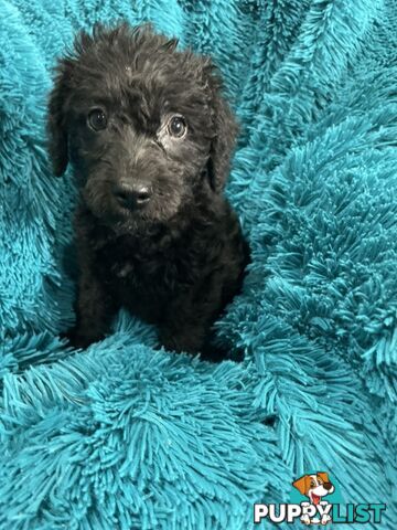 Schnoodle puppies ready for their forever homes!