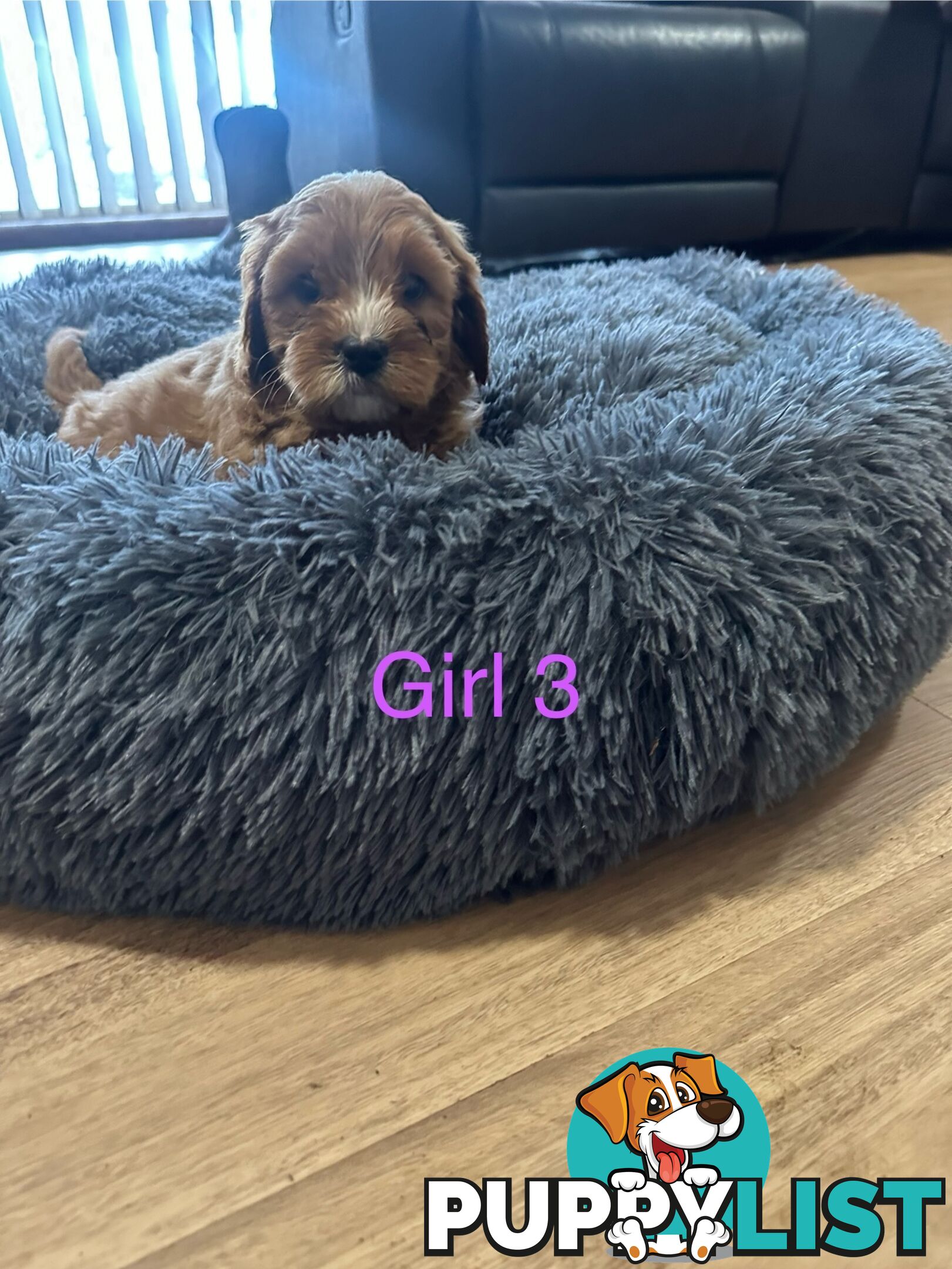 4 stunning cavoodles puppies