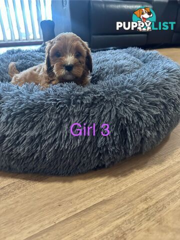 4 stunning cavoodles puppies