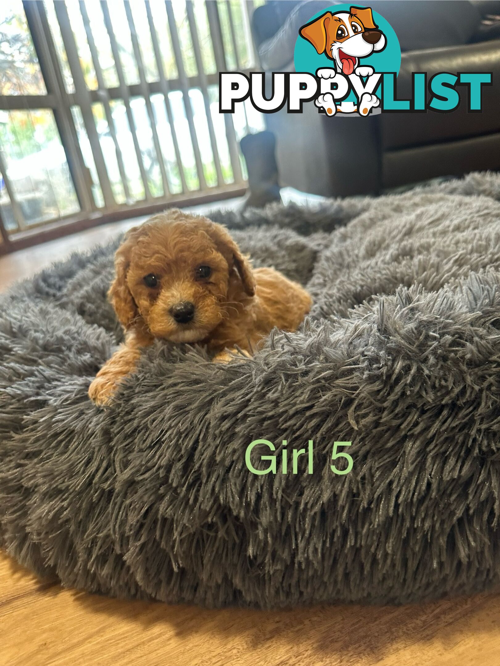 4 stunning cavoodles puppies