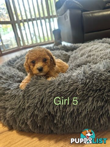 4 stunning cavoodles puppies