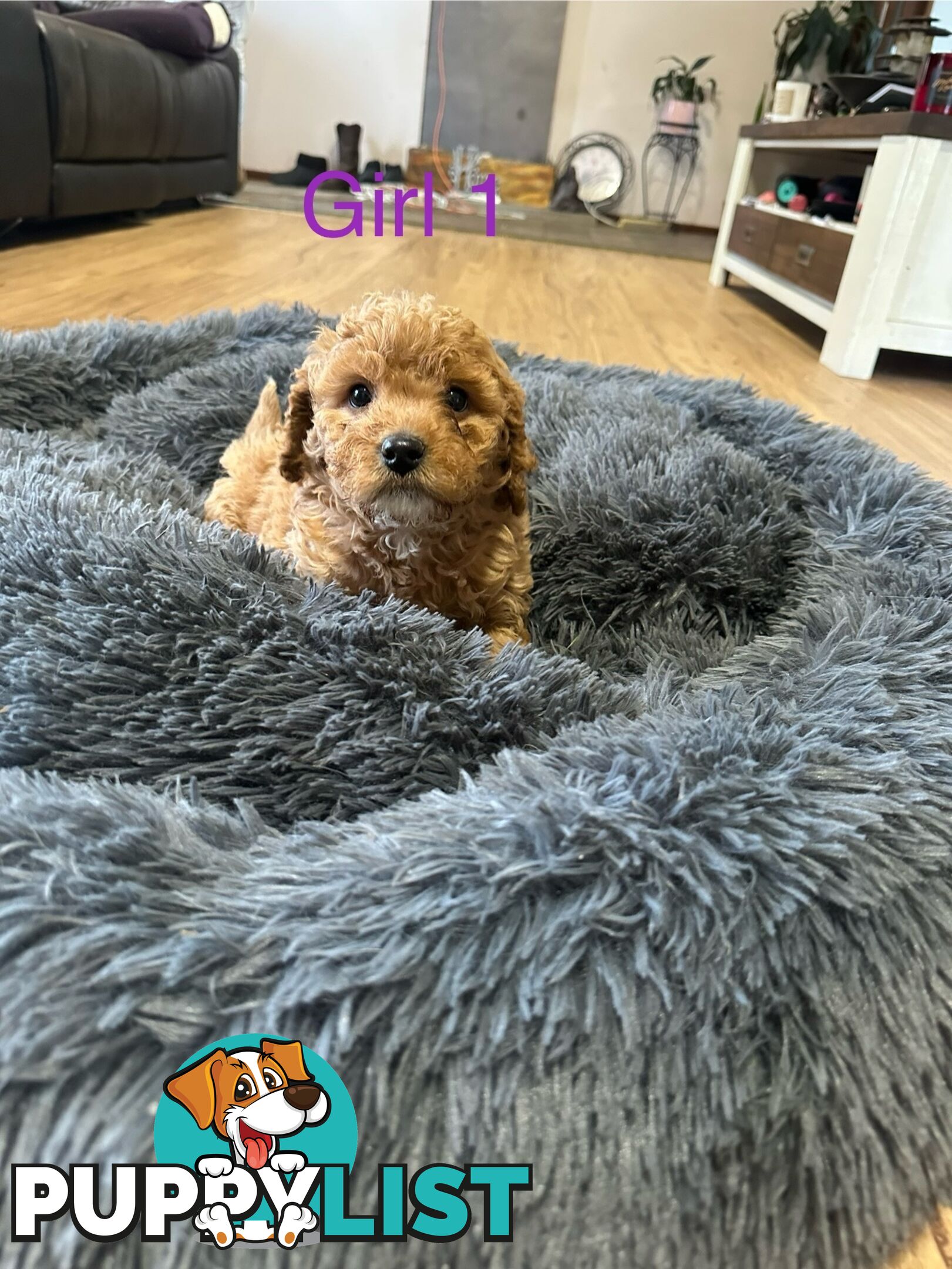 4 stunning cavoodles puppies