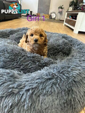 4 stunning cavoodles puppies
