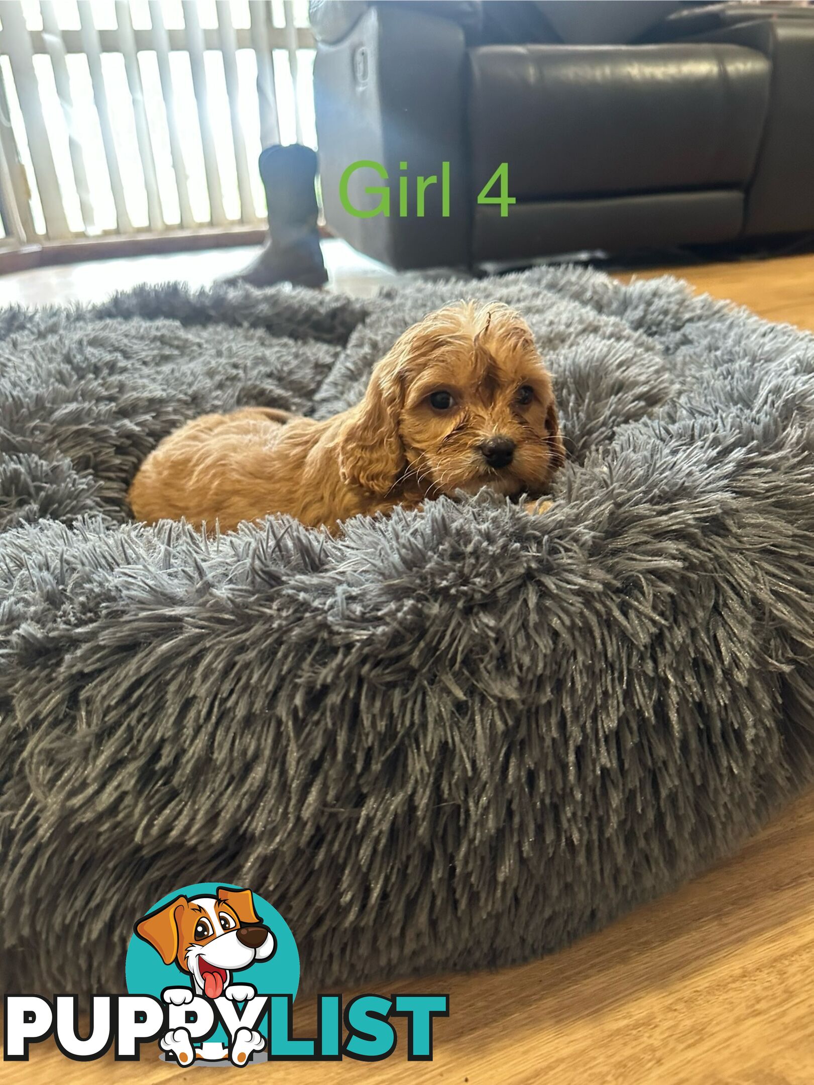 4 stunning cavoodles puppies