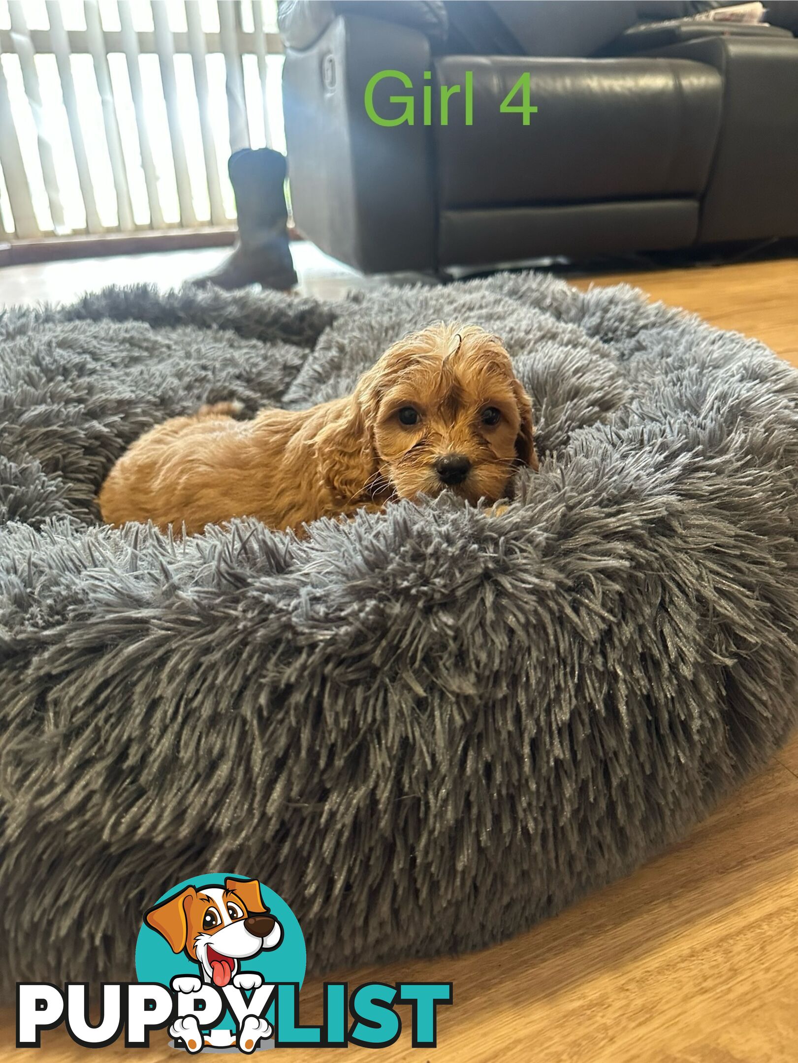 4 stunning cavoodles puppies