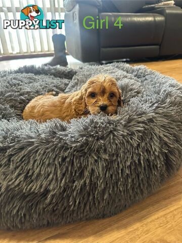 4 stunning cavoodles puppies