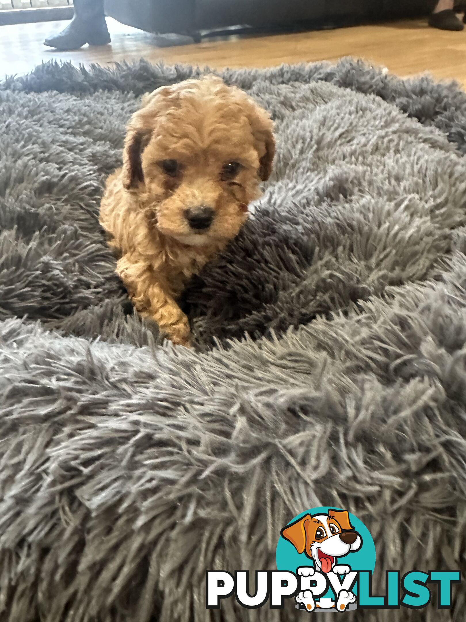 4 stunning cavoodles puppies