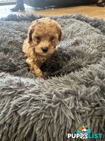 4 stunning cavoodles puppies