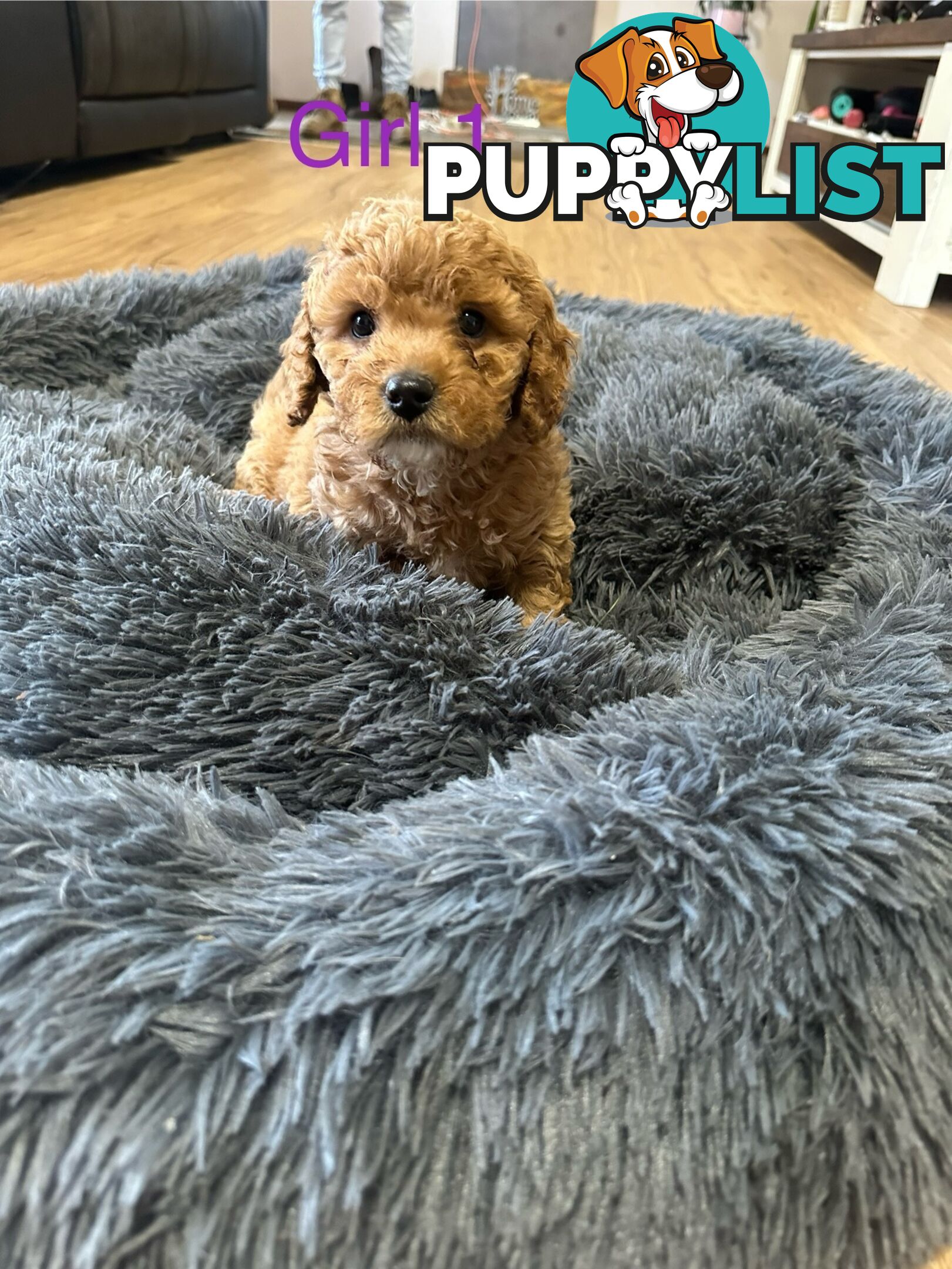 4 stunning cavoodles puppies
