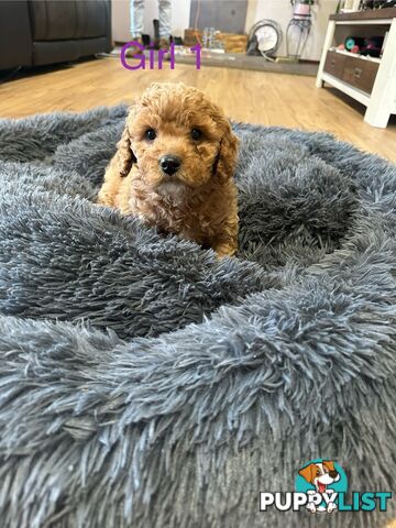 4 stunning cavoodles puppies