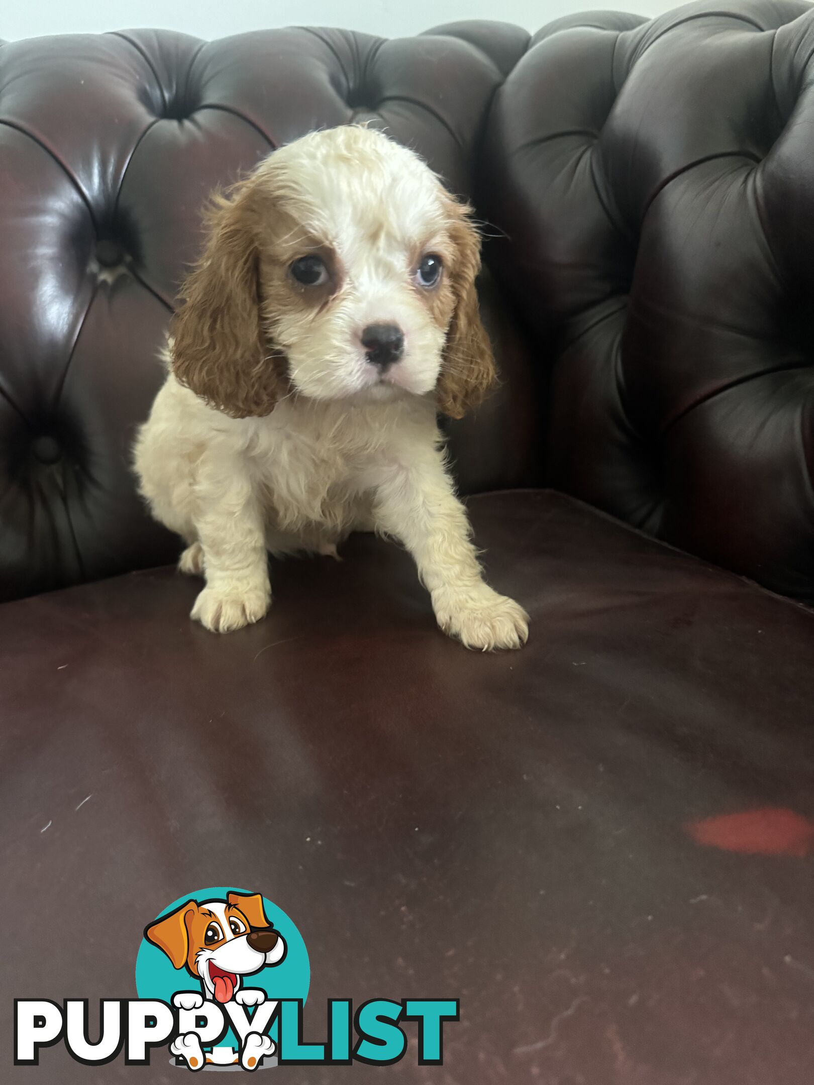 8 beautiful cavoodle puppies