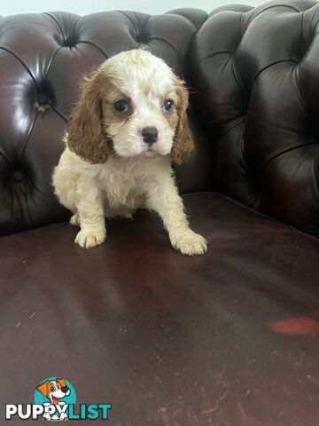 8 beautiful cavoodle puppies