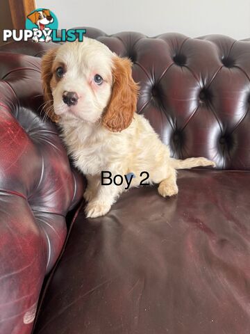 3 beautiful cavoodle puppies (READY NOW)