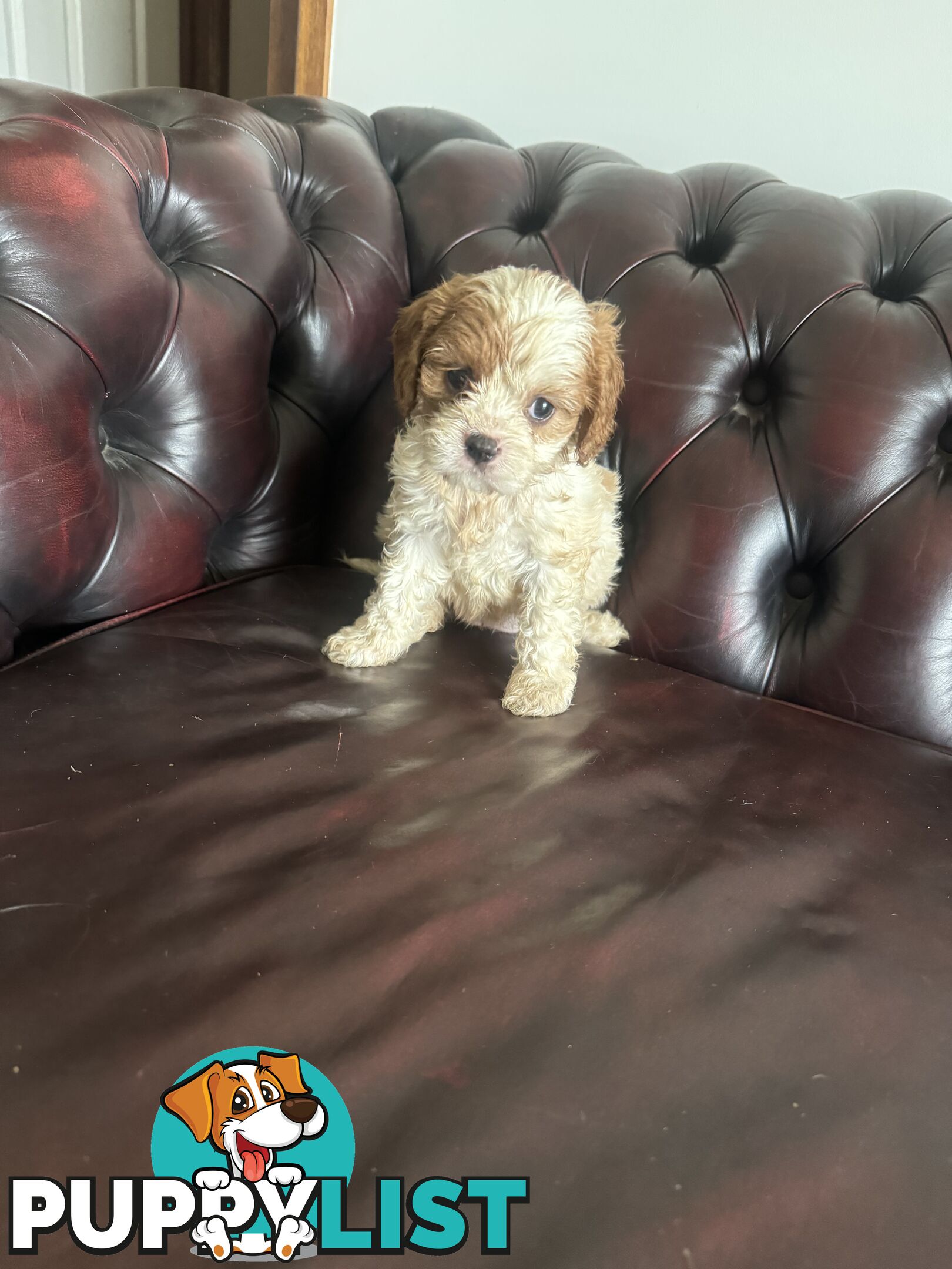 8 beautiful cavoodle puppies