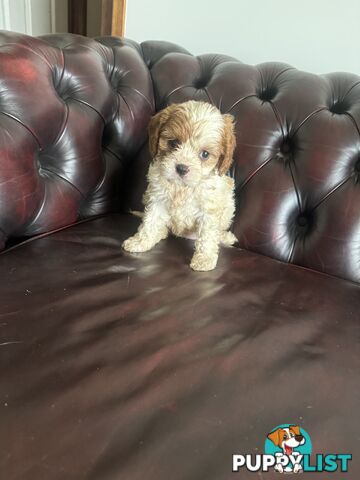 8 beautiful cavoodle puppies