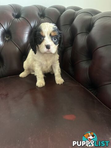 8 beautiful cavoodle puppies