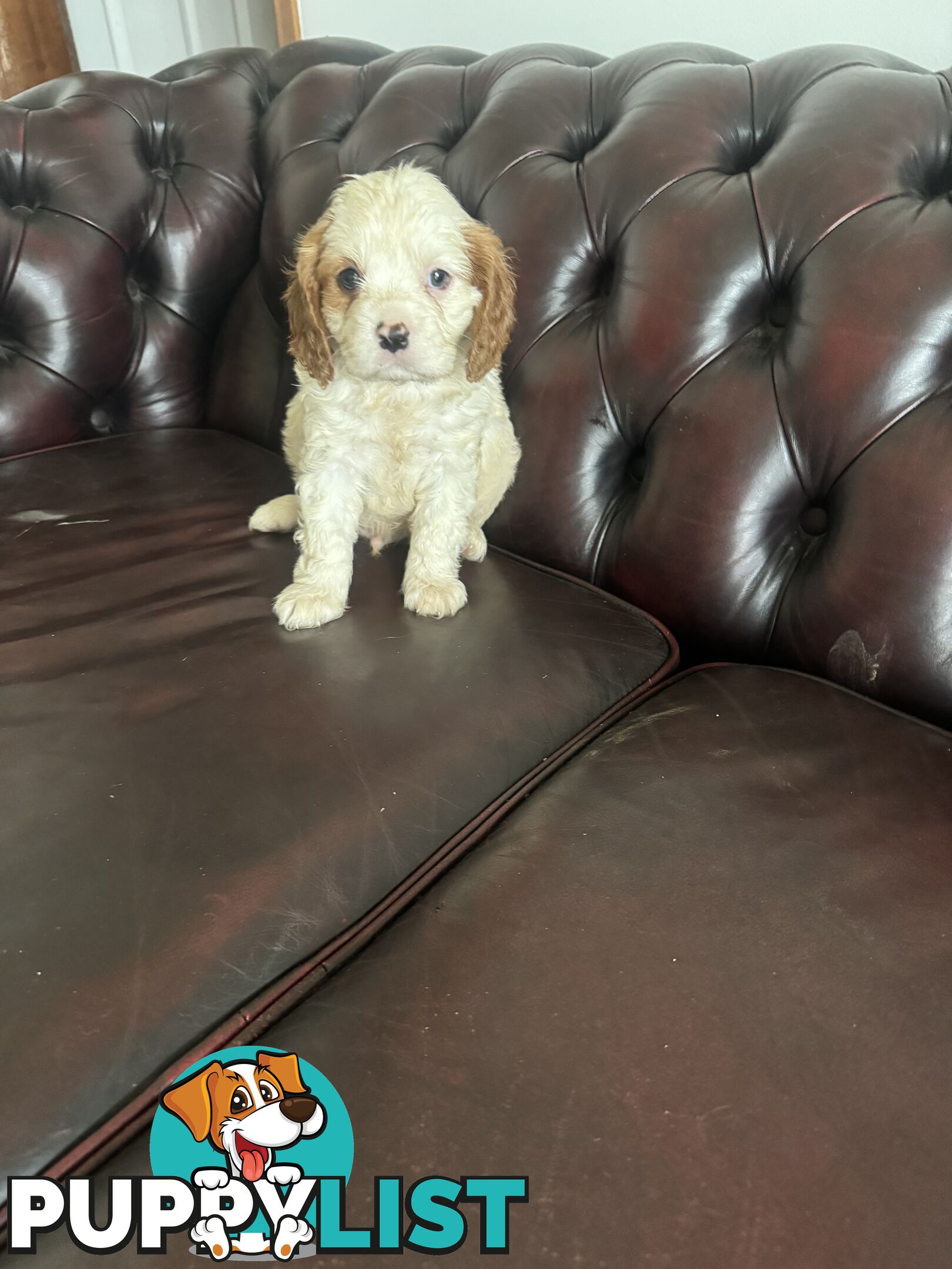 8 beautiful cavoodle puppies