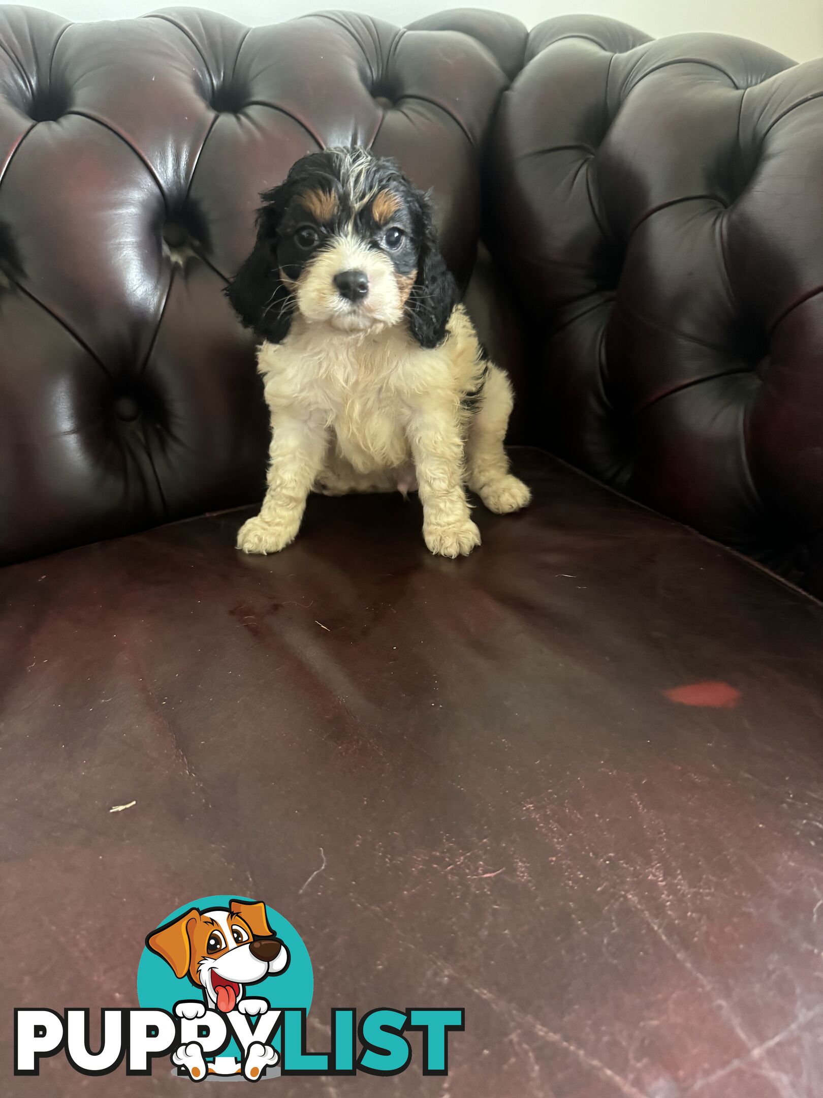 8 beautiful cavoodle puppies