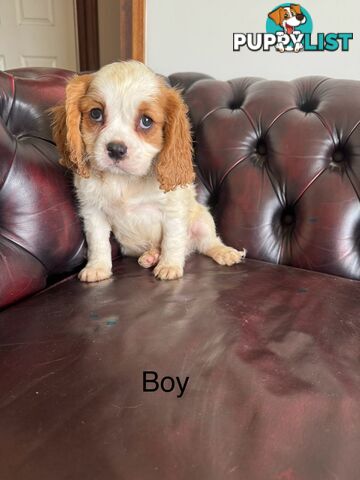 8 beautiful cavoodle puppies (READY NOW)