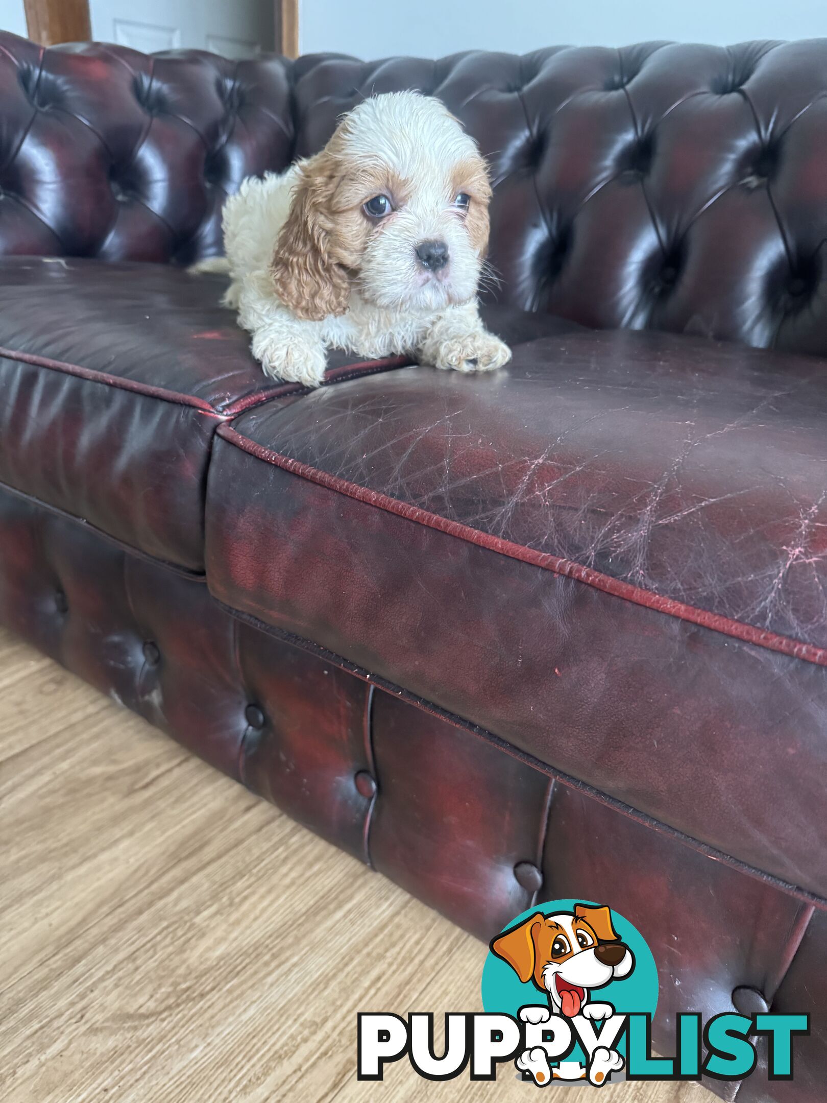 8 beautiful cavoodle puppies