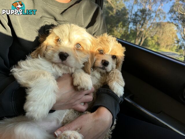 Cavoodle puppies