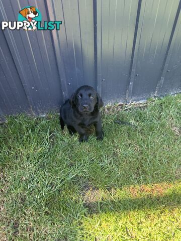 Labrador x Golden retriever (Goldadors) 3 left