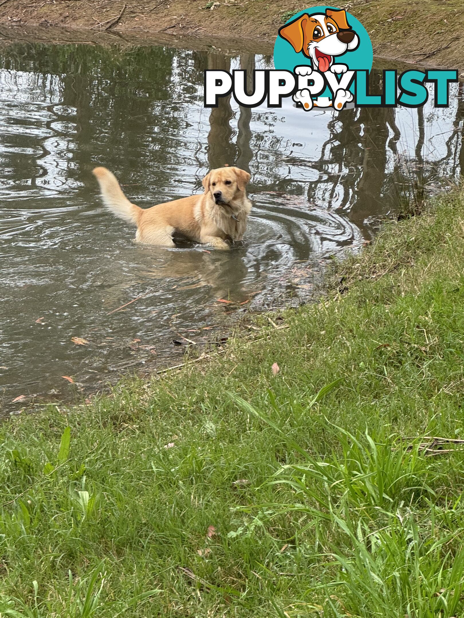 Labrador x Golden retriever (Goldadors) 3 left