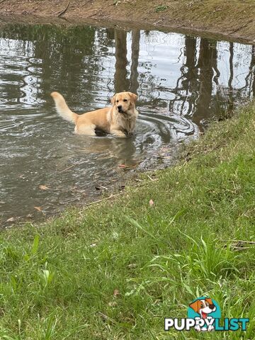 Labrador x Golden retriever (Goldadors) 3 left